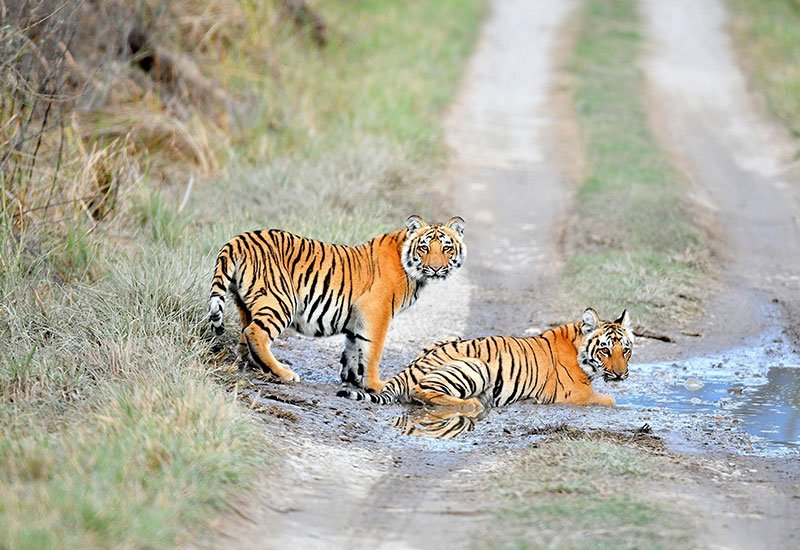 Royal Bengal tiger on a forest track in Bandhavgarh National Park – Bandhavgarh safari booking